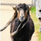 【シルバーウィーク2015】感謝祭など各種イベント、天王寺動物園 画像