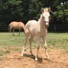 東大で仔馬3頭が誕生、7/30まで名前募集 画像