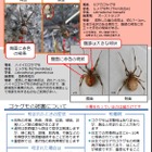 発見相次ぐ毒グモ「セアカゴケグモ」って何？ その症状と対処法 画像