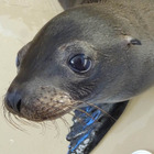 アクアワールド大洗、赤ちゃんアシカの名前募集…3月に命名式 画像