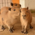 【GW2017】那須どうぶつ王国、カピバラの赤ちゃん4/29より公開…名前を募集 画像