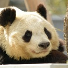 パンダの赤ちゃん誕生、経済効果は約267億円…関西大 画像