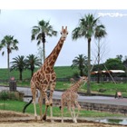 アミメキリンの赤ちゃん、サバンナエリアにデビュー…アドベンチャーワールド 画像