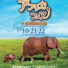 動物や文化などを紹介、多摩動物公園アフリカフェア10/21・22 画像