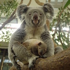 生後半年の赤ちゃんコアラを見に行こう…埼玉こども動物自然公園 画像