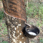 横浜ゴム、タイの大学ランキング1位のマヒドン大学らと共同研究の成果を発表 画像