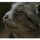 ネコ写真ブームの火付け役、岩合光昭「ちょっとネコぼけ」iPad版 画像