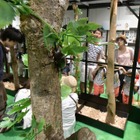 【夏休み2019】大昆虫展inスカイツリー7/20-9/1…昆虫食も 画像
