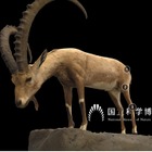 国立科学博物館、剥製3Dデジタル図鑑Web公開 画像