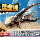 【夏休み2022】自由研究にぴったり「ファーブルに学ぶ！体感する昆⾍展」 画像