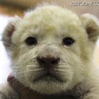 ホワイトライオンの赤ちゃんの名前募集、母親は「メープル」 画像