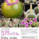 筑波実験植物園、育てる宝石「コノフィツム」特別公開 画像