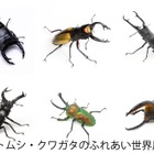 【夏休み2026】「カブトムシ・クワガタのふれあい世界展」浅草橋8/1-16 画像