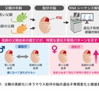 父親の高齢化による脳遺伝子発現に性差…東北大がマウス研究 画像