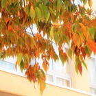 【中学受験】来月行ける中高一貫「学校見学」11月…桜蔭、豊島岡など女子10校 画像