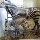 川崎市・夢見ヶ崎動物公園にシマウマの赤ちゃん誕生、2/17まで愛称募集 画像