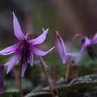 筑波山で薄紫色のカタクリの花めぐり、筑波観光鉄道が4/13に開催 画像