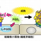 アレルギー発症の新しい仕組みを解明…花粉症の新薬開発へ 画像