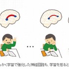 英語学習で右脳拡大、継続すれば脳発達を維持 画像