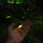 小野学園女子中「ホタルの夕べ」、リケジョが育てた200匹が夜空を舞う6/7-8 画像