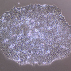 【夏休み】高校生対象「iPS細胞実験教室」8/30-31 画像