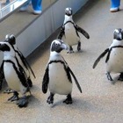 ペンギンはスーパー体育会系…ペタペタ歩きに隠された秘密 画像