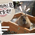 カピバラが温泉でリラックス「群馬サファリパーク」動物福祉も学ぶ