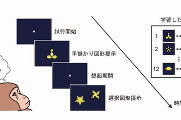 記憶を思い出す脳の仕組みを解明、東大研究グループ 画像