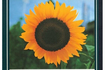 復刻を決める「歴代ジャポニカ学習帳人気投票」6/15まで 画像