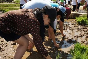 首都高、地上35mで小学生が田植え体験 画像