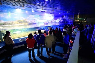 【夏休み】鴨川シーワールド、夜の特別プログラム開催 画像