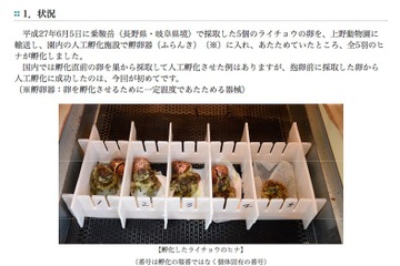 絶滅危惧種「日本ライチョウ」抱卵前のふ化に成功…上野動物園 画像