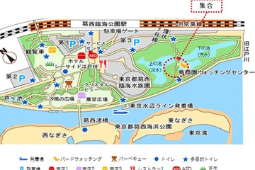 【夏休み】夜の生き物・虫を観察…葛西臨海公園ナイトウォッチング 画像