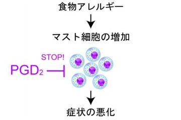 東大、食物アレルギーを抑える分子を発見…治療への応用に期待 画像