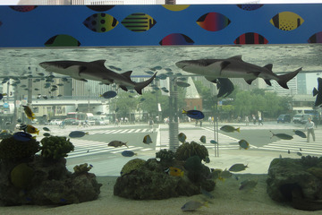 銀座で「美ら海」を満喫、「48th Sony Aquarium」7/24-9/6 画像