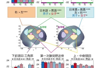 英語学習、小学生の脳活動に男女差…首都大 画像