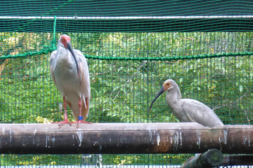 トキの保護繁殖、2015年は9羽誕生…多摩動物公園 画像