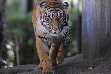 インドネシアの動物を学ぶモーニングZOO…上野動物園9/27 画像
