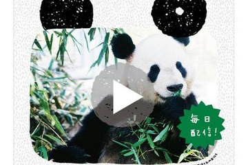 上野のパンダ動画を配信する「パンダ TODAY」、ゆかりの地にポスター掲出 画像