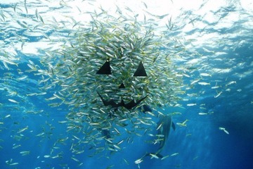 八景島シーパラダイス、海の生きものたちのハロウィンイベント 画像