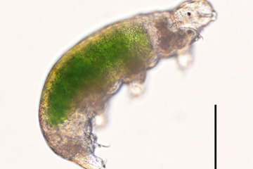 記録更新、30年冷凍保存された「クマムシ」お目覚め…繁殖成功 画像