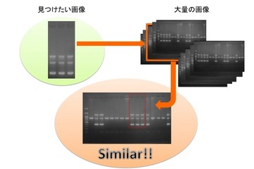 学術論文の画像不正転用を検出、LPixelが開発 画像