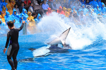 【春休み2016】豪快なシャチの水しぶきを浴びよう、鴨シー「スイミングバースト」 画像