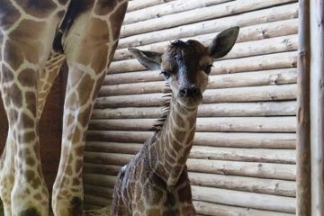 キリンとワオキツネザルの赤ちゃん誕生、こども動物自然公園…名前投票も 画像