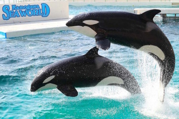 5/18は国際博物館の日、鴨川シーワールド「シャチものしり講座」開催 画像