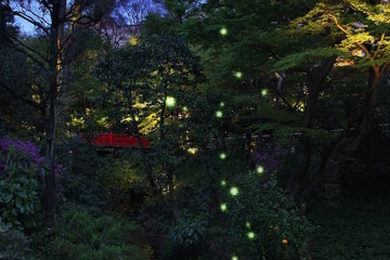 蛍の初飛翔まで気温「500度」必要？ 椿山荘が仮説を検証 画像