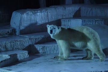 【夏休み2016】大阪市天王寺動物園「夏のナイトZOO」7/29からスタート 画像