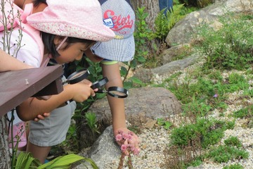 【夏休み2016】観察のポイントを紹介、六甲高山植物園で自由研究 画像