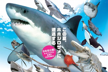 【招待券プレゼント】ホホジロザメを間近で観察「海のハンター展」7/8より 画像