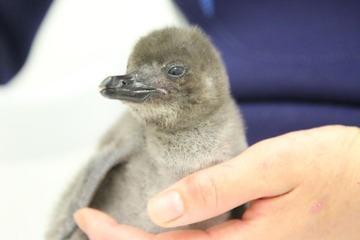 すみだ水族館でペンギンの赤ちゃん誕生、お披露目＆名前募集中 画像